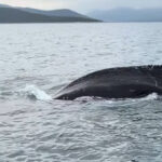 Σπάνιο θέαμα στον Παγασητικό - Φάλαινα εμφανίζεται δίπλα σε ψαράδες (βίντεο)