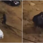 Άνω Γλυφάδα: Δραματική διάσωση γυναίκας από χείμαρρο - Την έσωσαν στο «παρά πέντε» (βίντεο)