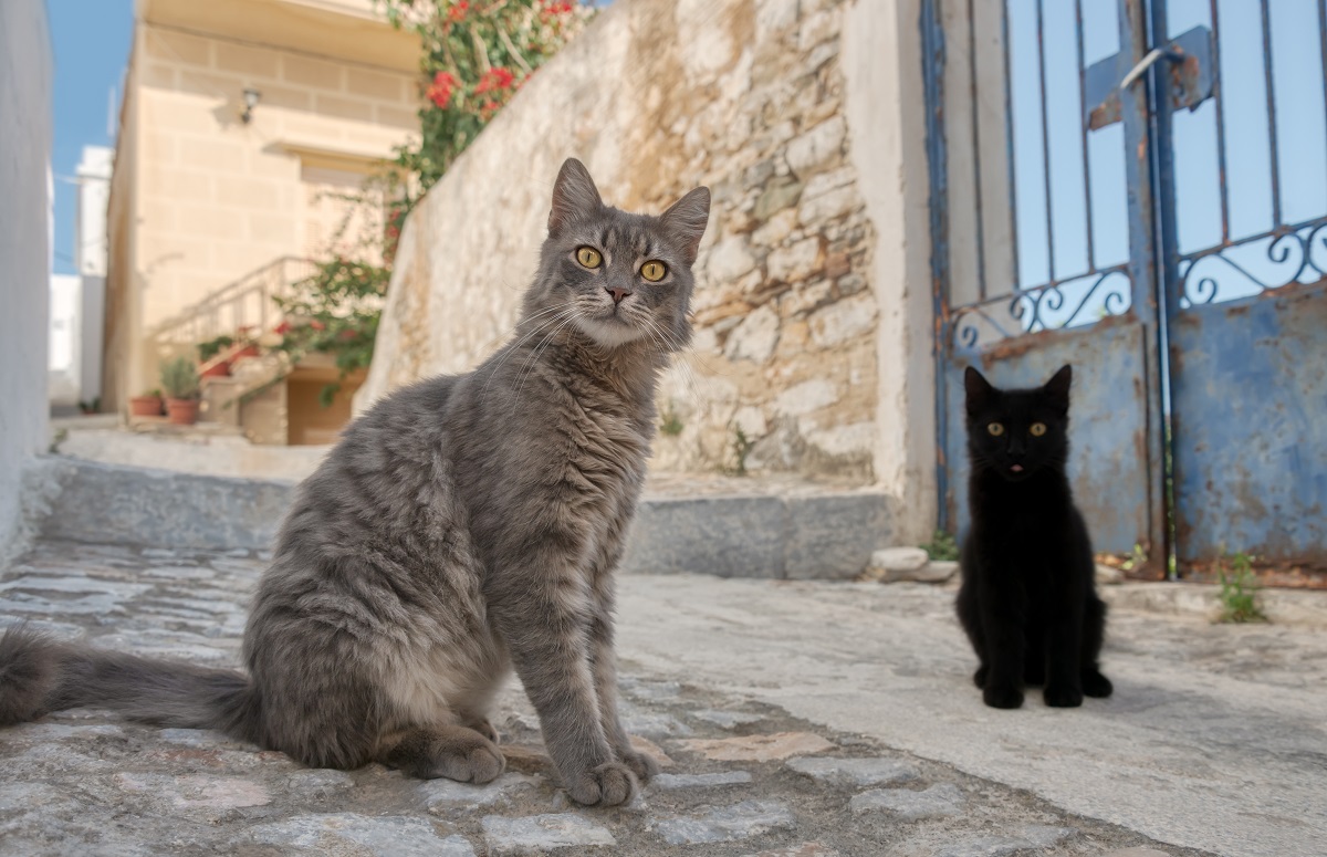 Σύρος