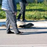 Φώκια Αρκίτσα