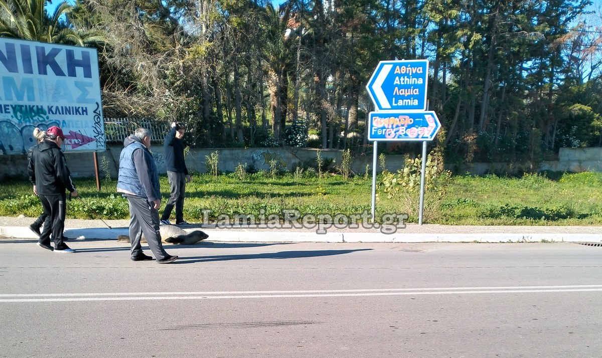 Φώκια Αρκίτσα