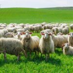 Ποιος ΟΠΕΚΕΠΕ; Στην Αυστραλία μετρούν τα πρόβατα με κάμερες AI