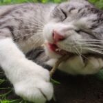 Catnip και γάτες: Πόσο ασφαλές είναι