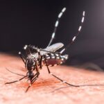 τσικουνκγούνια Ελλάδα