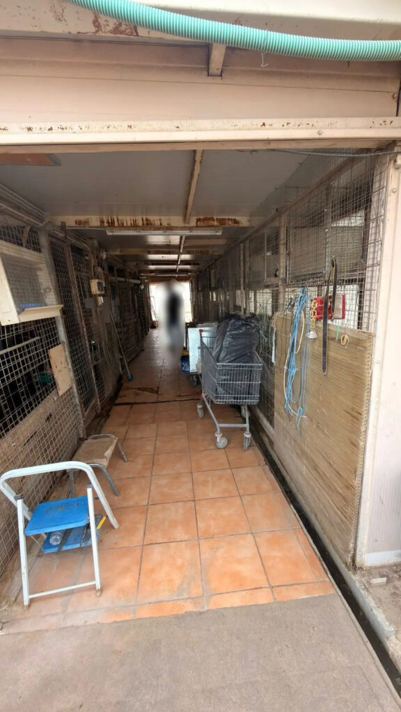 Αμπελόκηποι: CEO γνωστής εταιρείας ο «κτηνοτρόφος της ταράτσας» - Στο ίδιο κτήριο στεγάζεται ο… ΕΦΕΤ