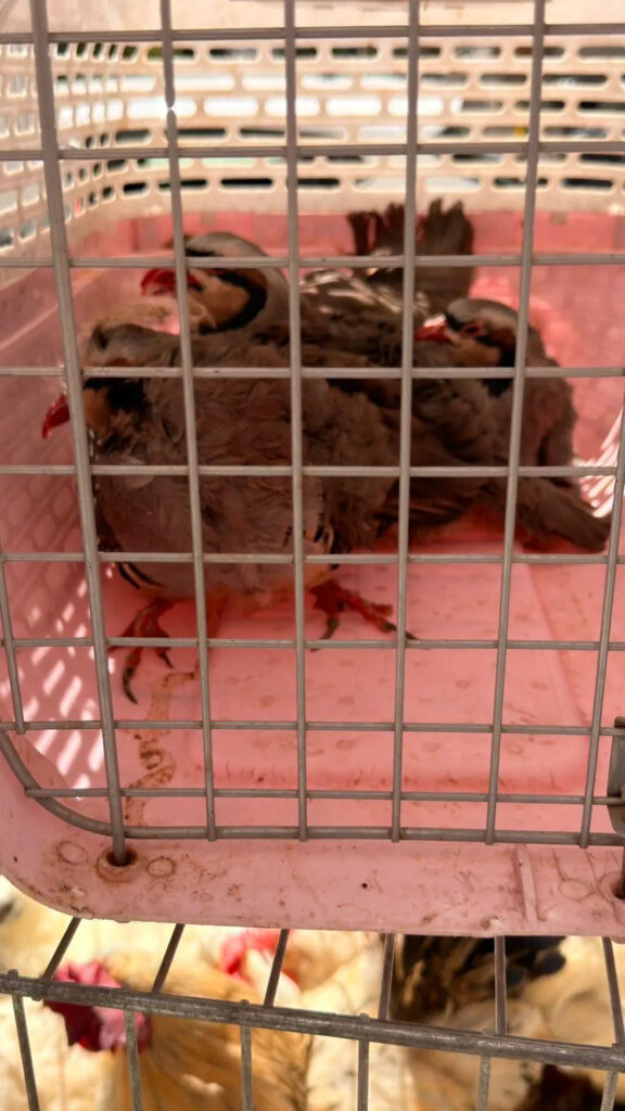 Αμπελόκηποι: CEO γνωστής εταιρείας ο «κτηνοτρόφος της ταράτσας» - Στο ίδιο κτήριο στεγάζεται ο… ΕΦΕΤ