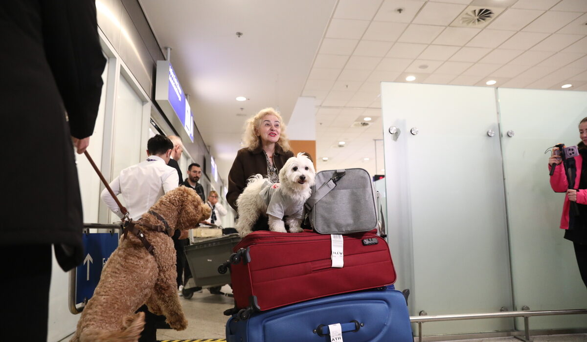 «Είναι μέλη της οικογένειάς μας» – Συγκίνηση στο Ελευθέριος Βενιζέλος για τον επαναπατρισμό δεκάδων ζώων (Βίντεο)