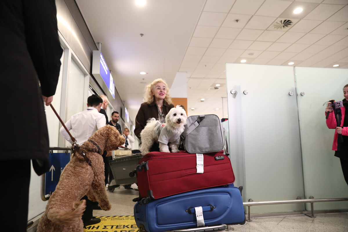 «Είναι μέλη της οικογένειάς μας» – Συγκίνηση στο Ελευθέριος Βενιζέλος για τον επαναπατρισμό δεκάδων ζώων (Βίντεο)