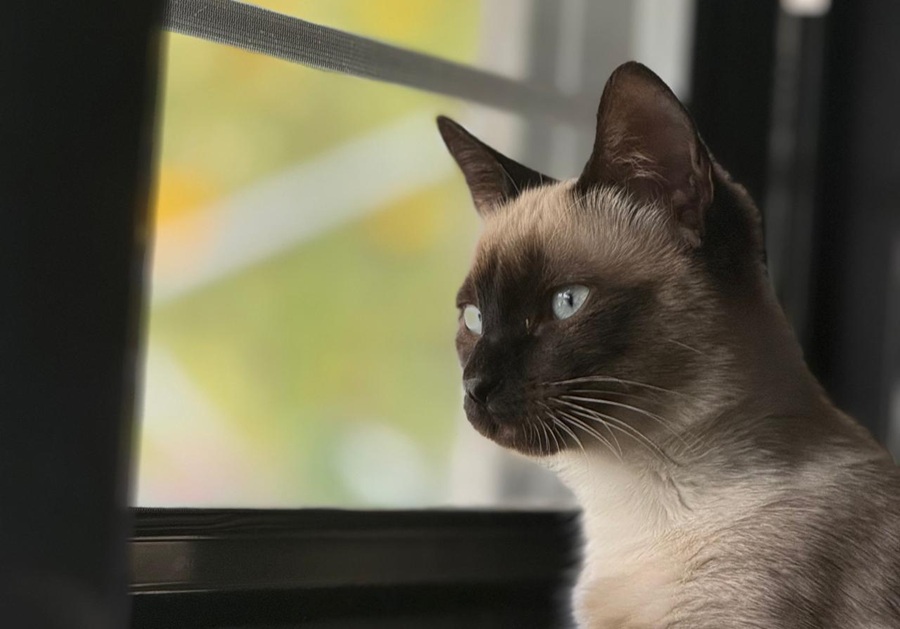 Γάτες: Είναι πιο ευτυχισμένες μέσα στο σπίτι ή έξω - Όλη η αλήθεια