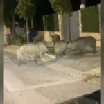 Αγριογούρουνα «έκοβαν» βόλτες στην Εκάλη - «Είναι συχνό φαινόμενο» (βίντεο)