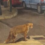 Αλεπού βγήκε «βόλτα» στη Νέα Ερυθραία και έγινε viral - Δείτε βίντεο