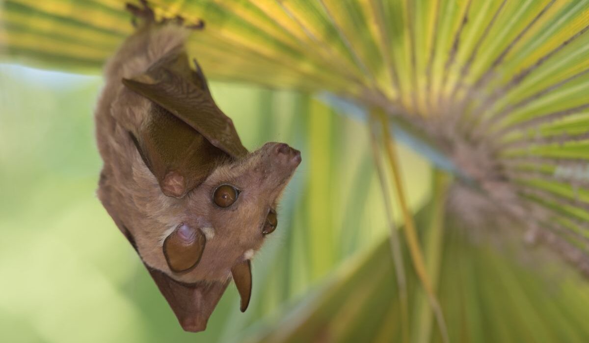Συναγερμός για νέο κορονοϊό νυχτερίδων: Μπορεί να μολύνει ανθρώπινα κύτταρα