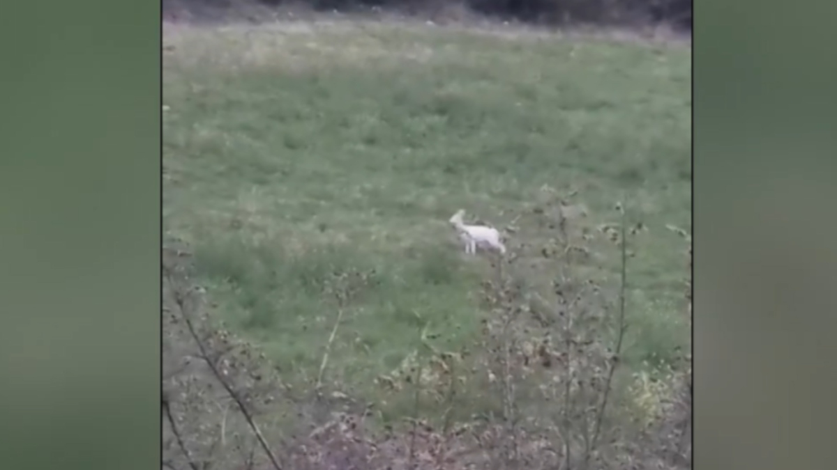 Σπάνιο θέαμα στην Ημαθία - Αγρότης κατέγραψε αλμπίνο ζαρκάδια (βίντεο)