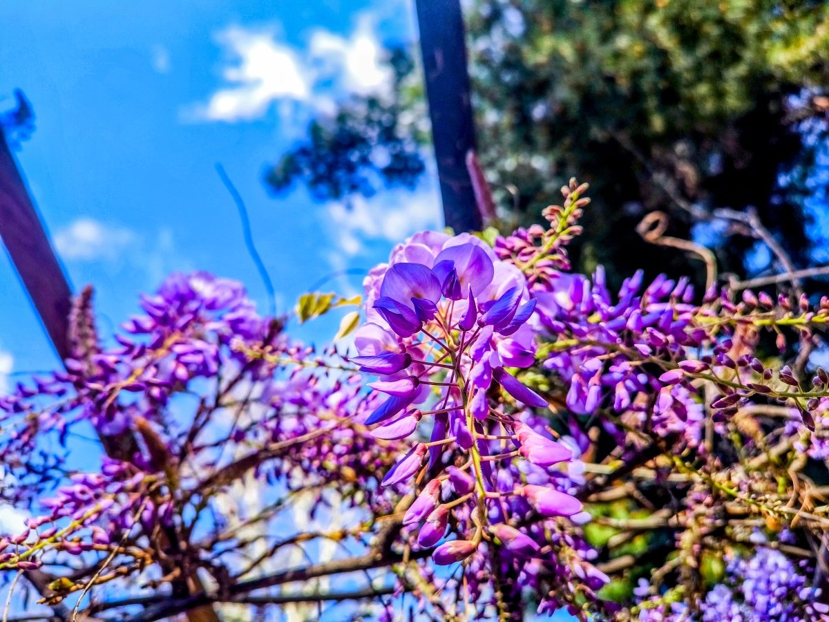 Έφυγε η σκόνη, ανεβαίνει η θερμοκρασία – «Μυρίζει» άνοιξη το Σαββατοκύριακο