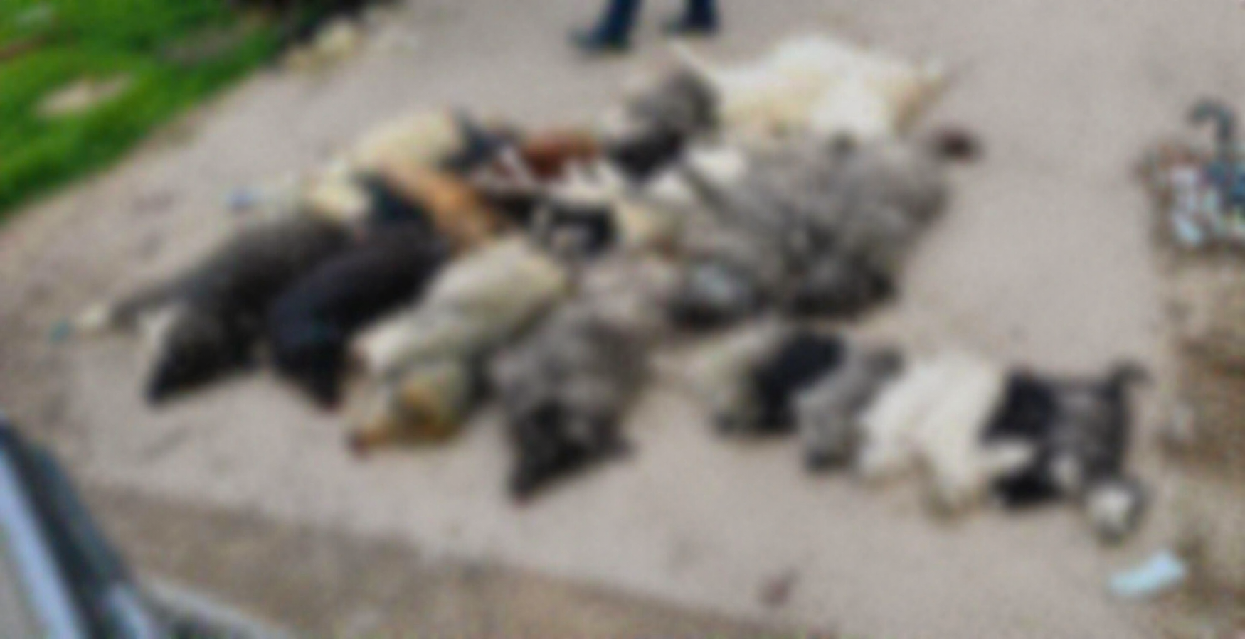 Κτηνωδία στη Χαλκιδική: Δηλητηρίασαν 21 αδέσποτα σκυλιά - «Απερίγραπτη πράξη βαρβαρότητας»