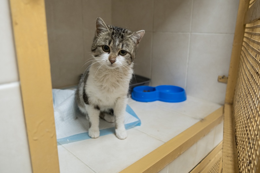 Πρωτοπορεί η Ιταλία: Θεσπίζει με νόμο πληρωμένη έξτρα άδεια για άρρωστα κατοικίδια