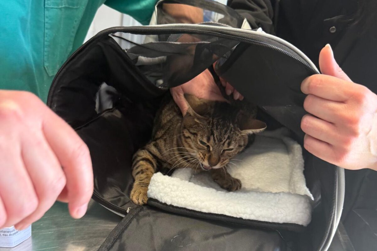 Νευρική γάτα: Ο ιδιοκτήτης επηρεάζει τον χαρακτήρα του ζώου