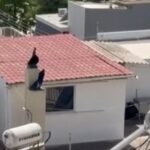 περιστερι
