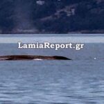 Φάλαινα στον Ευβοϊκό: Εντυπωσιακό βίντεο με θαλάσσιο γίγαντα 8 μέτρων ανοιχτά της Μαλεσίνας