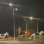 Ιταλία Ρώμη Άλογα