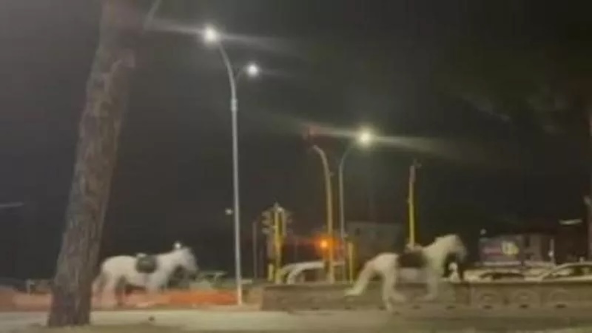 Ιταλία Ρώμη Άλογα