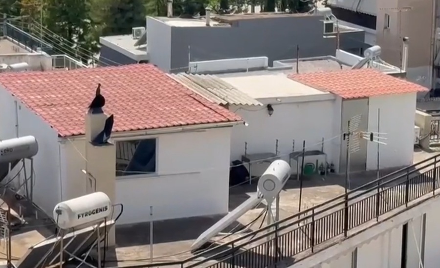 Σοκάρουν οι νέες μαρτυρίες για το Περιστέρι: Ήταν υποταγμένα στη μητέρα τους – Φορούσαν ακόμη πάνες