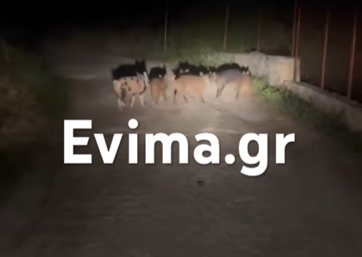 Απίστευτο σκηνικό στην Εύβοια: Αγριογούρουνα συνόδευσαν διανομέα φαγητού σε νυχτερινή διαδρομή (βίντεο)