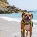 Σκύλος στην παραλία: Τελικά τι επιτρέπεται