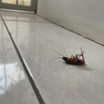 κατσαρίδες