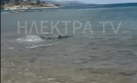 Καρχαρίας ξανά στις Κεχριές Κορινθίας – Προβληματισμός για το δεύτερο περιστατικό (Βίντεο)