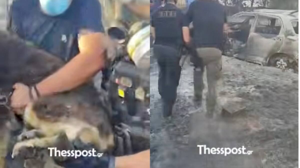 Η ΟΠΚΕ σώζει σκύλο από το καμένο σπίτι όπου έχασαν τη ζωή τους πατέρας και 12χρονος (βίντεο)