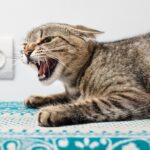 Τι προσπαθεί να σας πει η γάτα σας